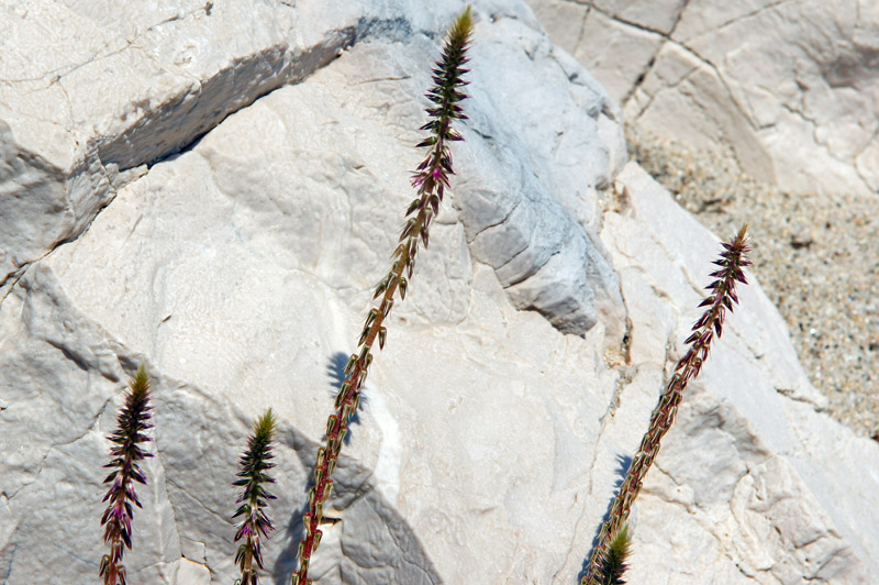 Achyranthes sicula / Achirante siciliana